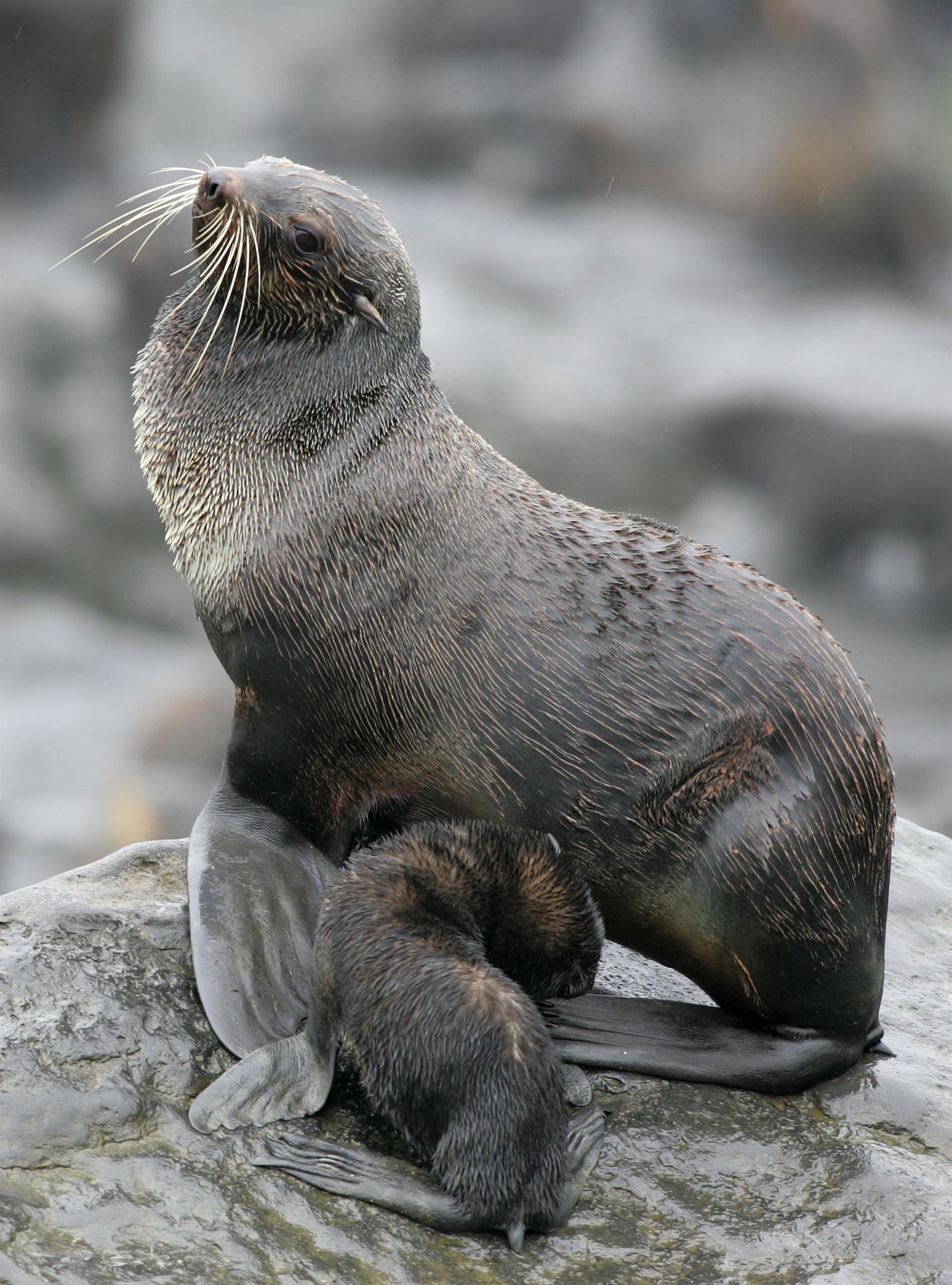 Northern Fur Seals - Alaska Public Media