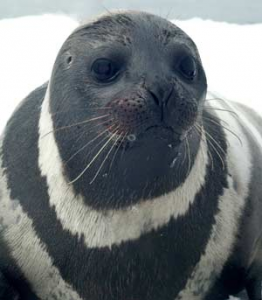 Ribbon seal. Photo: Mike Cameron, NOAA's National Marine Mammal Laboratory