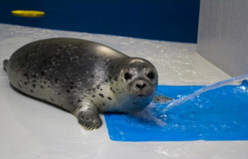 Kobuk the harbor seal. (Photo courtesy of Seward City News)