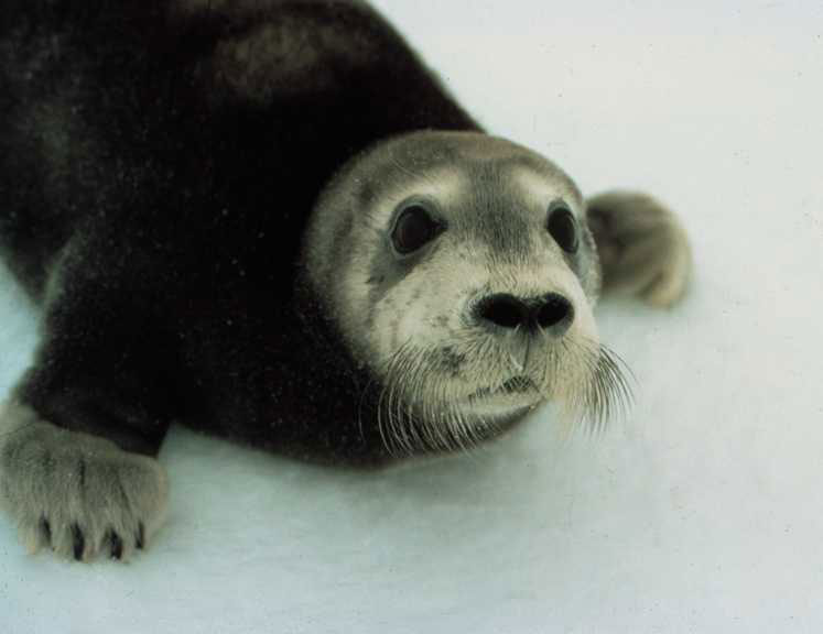 Bearded Seal pup (Erignathus barbatus) Photo: NOAA
