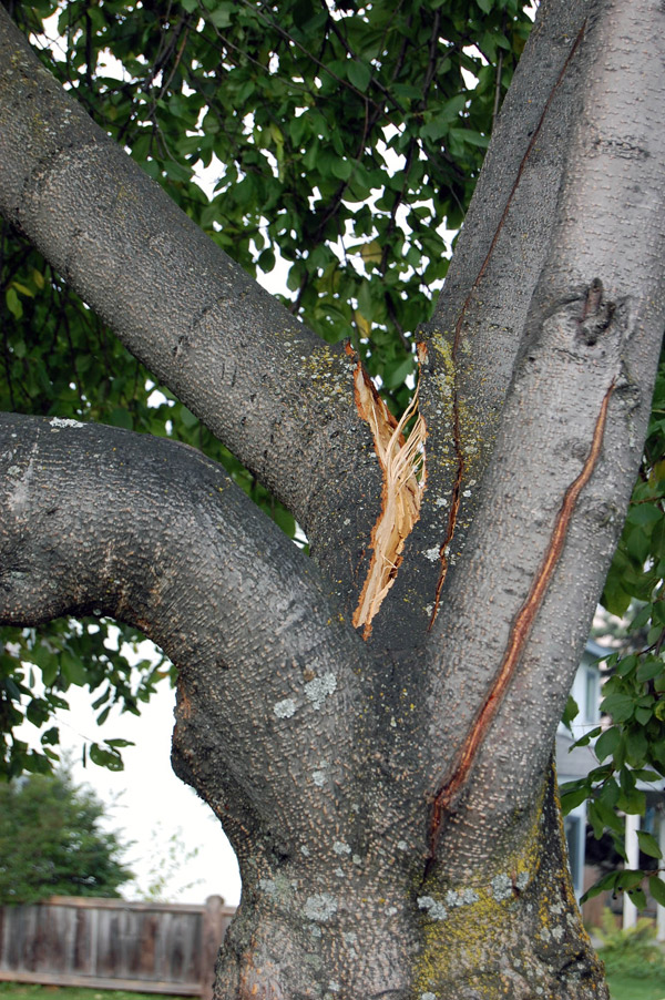 Close-up of a tree hazard