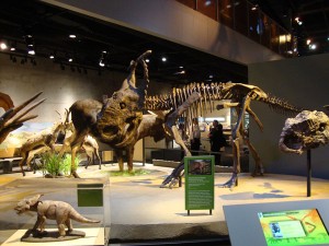 Photo courtesy of the Perot Museum of Nature and Science.