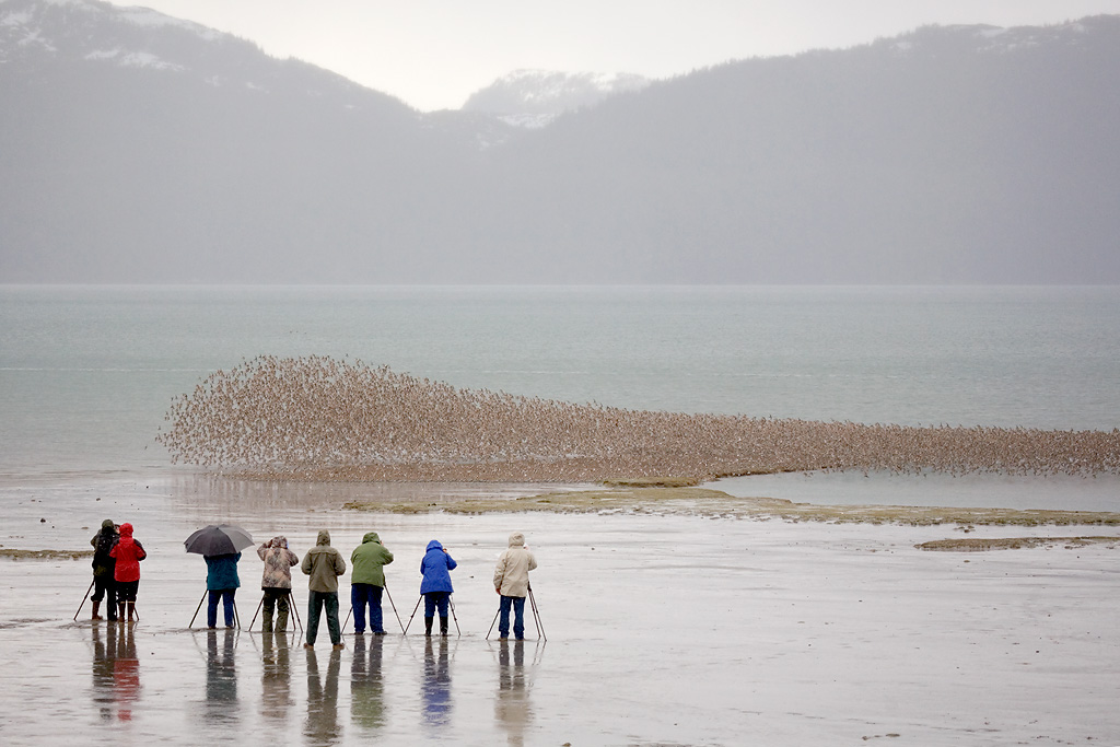 Photographers and shorebird flock