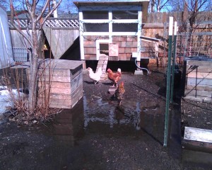 Erin's chicken coop in Anchorage.