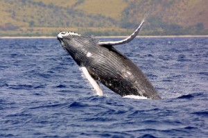 Humpback Whale: Endangered (Photo courtesy NOAA)