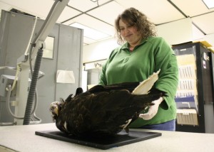 Jen Cedarleaf, of the Alaska Raptor Center, positions the carcass of “Windex,” a bald eagle found dead in April. Windex got his name in 1995 after flying through the plate glass window of a home on Halibut Point Road. (KCAW photo by Ed Ronco)