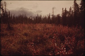 Bog Cranberries (High Bush Variety) Turn Bright Red in Autumn.  (National Archives, 1973.)