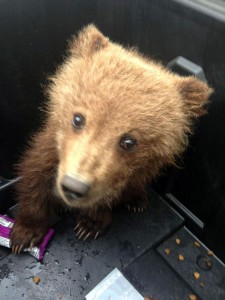 This 9 pound brown bear cub was found near Platinum early this month.