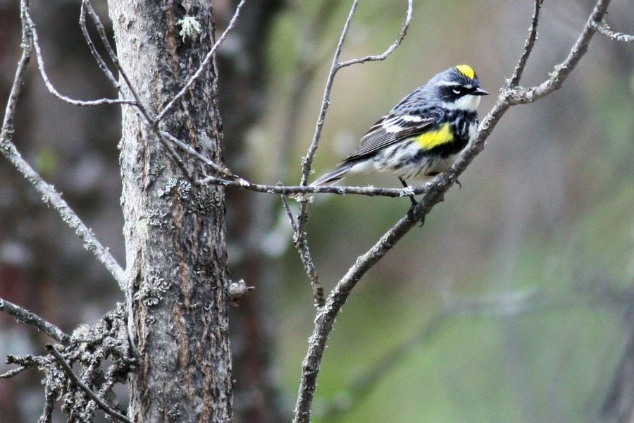Birding Is Fun!: A Chestnut-sided Warbler to the rescue