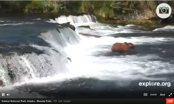 Click to view the live bear cam.