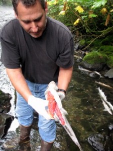 ADF&G biologist Dave Gordon examines a dead female pink salmon. The egg skein is intact. This fish — and many others — did not spawn. (KCAW photo/Robert Woolsey)