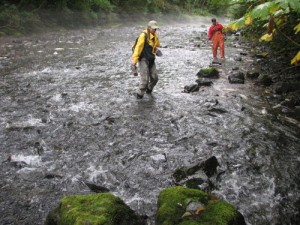 The Indian River near Sitka boils with pink salmon as a pair of National Park Service biologists walk upstream. There may be over 300,000 fish in the system, 3-4 times the optimum amount. (KCAW photo/Robert Woolsey)