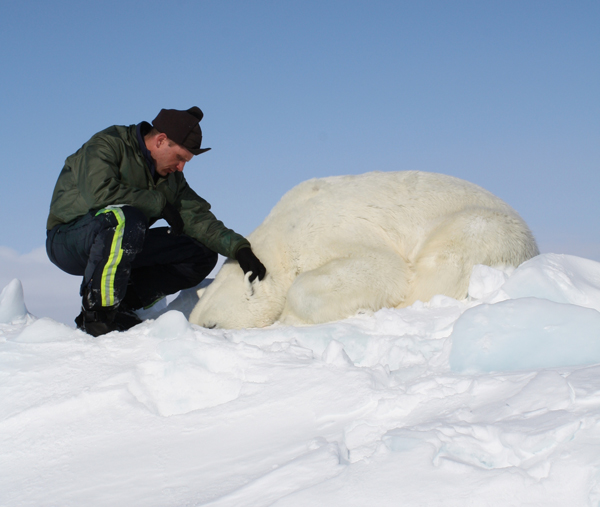 Dr. Eric Regehr monitors a polar bear during Chukchi Sea research in 2013. This is one of 68 bears that the U.S. Fish and Wildlife Service sedated, studied, and released as part of the ongoing project. Photo courtesy of the U.S. Fish and Wildlife Service.