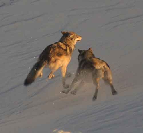 Toklat wolves romping on a sunny afternoon. October 2007. Photo by Gordon Haber.