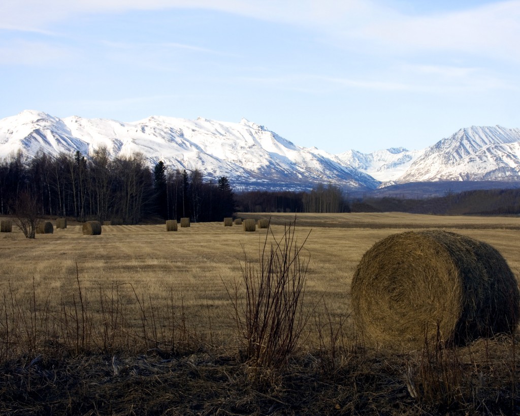 A hay field near Palmer, Alaska.