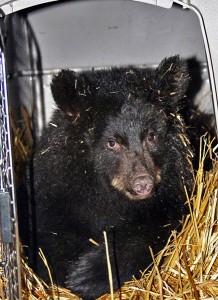 A young black bear cub orphaned near Seward is seen here after arrival Friday at its new home in Sitka at Fortress of the Bear. Photo courtesy Phil Mooney, ADF&G.