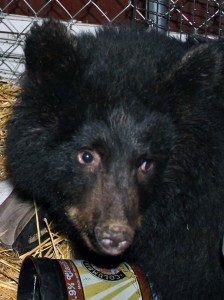 Smokey is currently the habitat’s only black bear. Photo by Rachel Waldholz, KCAW - Sitka.