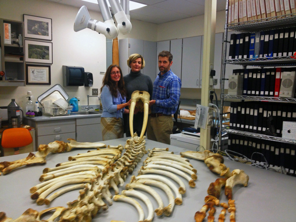 Nicole Misarti, Lara Horstmann and Link Olsen will study this and other walrus specimens housed at UAF's Museum of the North over the next four years. Photo by Emily Schwing, KUAC - Fairbanks.