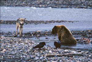 A wolf assesses the odds of stealing scavenged food from a brown bear, while two ravens feast on bits of food at the edges. Photo by Gordon Haber.