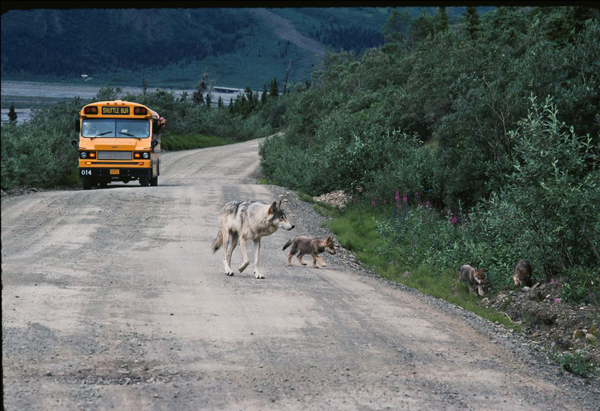 Toklat mother and three two-month-old pups ignore the photographer and a park bus full of visitors while traveling the Denali National Park road. June 1990. Photo by Gordon Haber,
