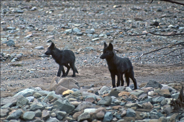 Two Toklat pups. 1968. Photo by Gordon Haber.