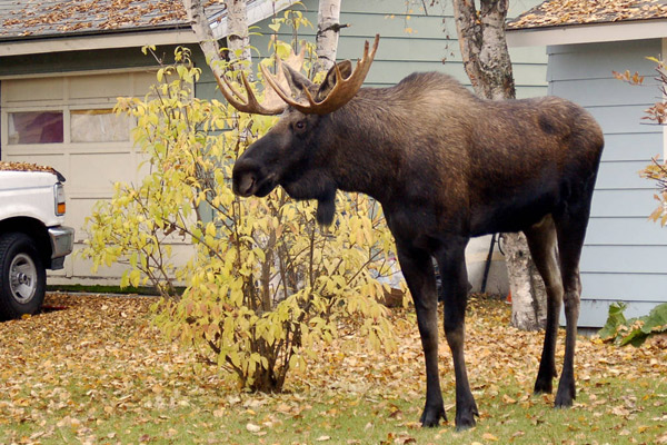 Home - Bull Moose Tube