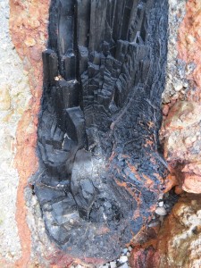 More details of the charcoal tree. Photo courtesy of Kitty LaBounty.