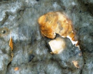 Pieces of seashells thousands of years old emerge from an eroding bank on the University of Alaska Southeast's  Juneau campus. Ed Schoenfeld, CoastAlaska News
