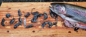 The infamous shrew filled trout.