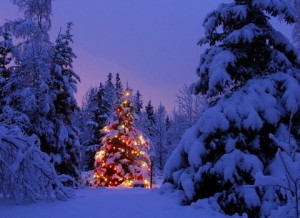 beautiful-christmas-tree-lights-forest-winter-snow-night_large-480x350