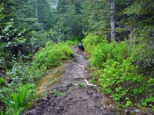 A dog explores part of the Tongass National Forest’s Treadwell Ditch Trail on Douglas Island, part of Juneau. Photo by Ed Schoenfeld, CoastAlaska News.