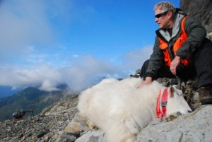 Phil Mooney tracks mountain goats’ movements using orange GPS collars. Photo courtesy of Phil Mooney.