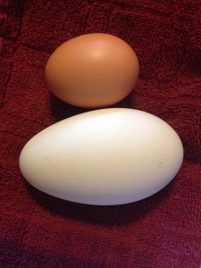 A chicken and goose egg (for size comparison).