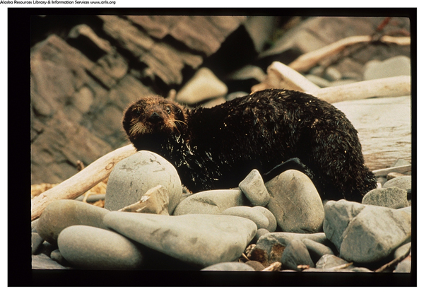 An otter covered with oil from the Exxon Valdez oil spill – ACE6 (Photo by ARLIS Reference)