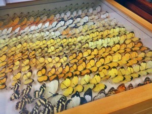 Butterflies from all over the world are part of Kenelm Philip's collection. (Photo by Emily Schwing, KUAC - Fairbanks)