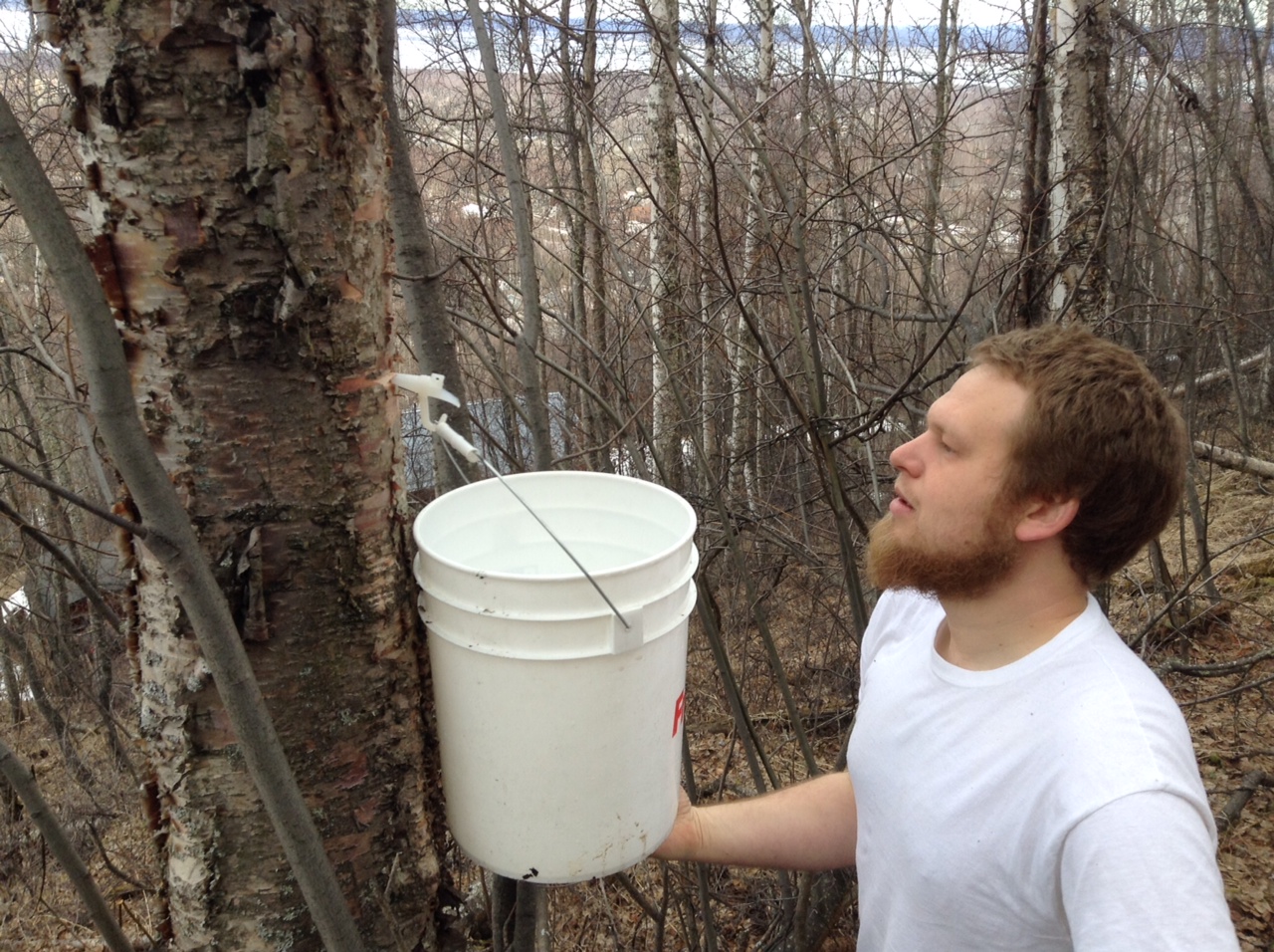Move Over, Maple! - How To Tap Birch Sap For Syrup