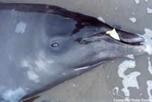 A Stejneger’s beaked whale from the Smithsonian National Museum of Natural History Marine Mammal Program, (Photo courtesy of Toshio Kasuya)