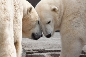 Polar Bears at the Alaska Zoo.
