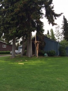 Turnagain tree damage 531-14