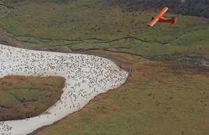 Flying over a caribou herd. Photo: Alaska Department of Fish & Game.