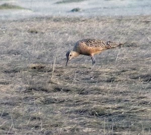 Gwen Baluss went to Boy Scout Camp after the initial sighting and also saw the Long-billed Curlew. (Photo by Gwen Baluss)