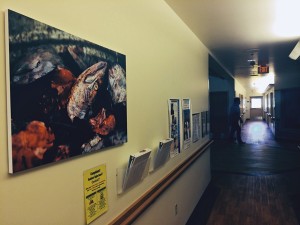 A Hallway at the Elder Home in Bethel is decorated with a photo of fish. (Photo by Daysha Eaton, KYUK - Bethel)