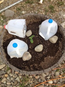 A combination of a raised bed and milk jug covers offers double protection to my tender starts.