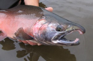 “Chinook salmon, Yukon Delta NWR.” (Photo: Craig Springer, U.S. Fish & Wildlife Service)