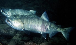 Chum Salmon. (Photo: NOAA)