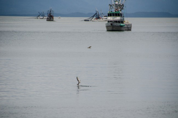 Salmon jumping out of the water at Amalga Harbor during last year’s opening. (Photo by Heather Bryant/KTOO)
