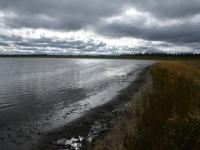Willows have grown up in bands around Twelvemile lake as the water level has receded over the last 30 years, cooling the soil and encouraging new permafrost 'aggradation.' (Credit Martin Briggs / US Geological Survey)