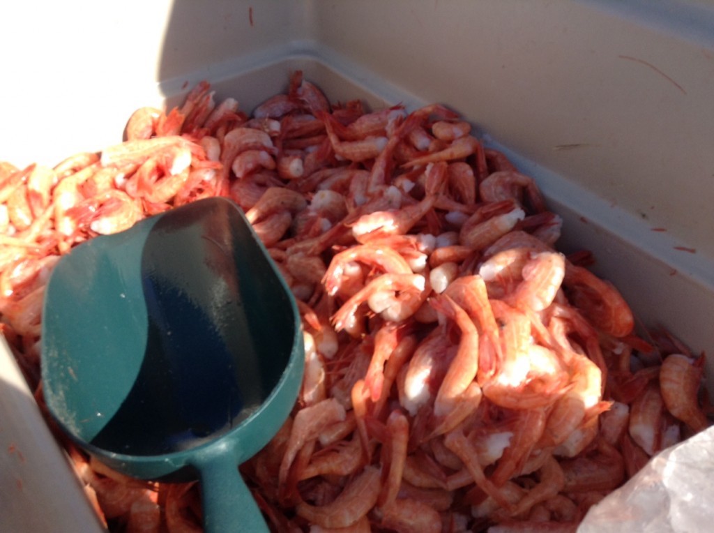 The goods. Alaska side stripe shrimp.
