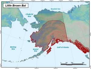 A map of the Little Brown Bat's known range in Alaska. The Little Brown Bat is the most common bat in the state (Alaska Department of Fish and Game).