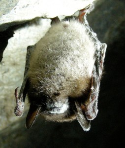 Little Brown Bat affected by White Nose Syndrome  (U.S. Fish and Wildlife Service)